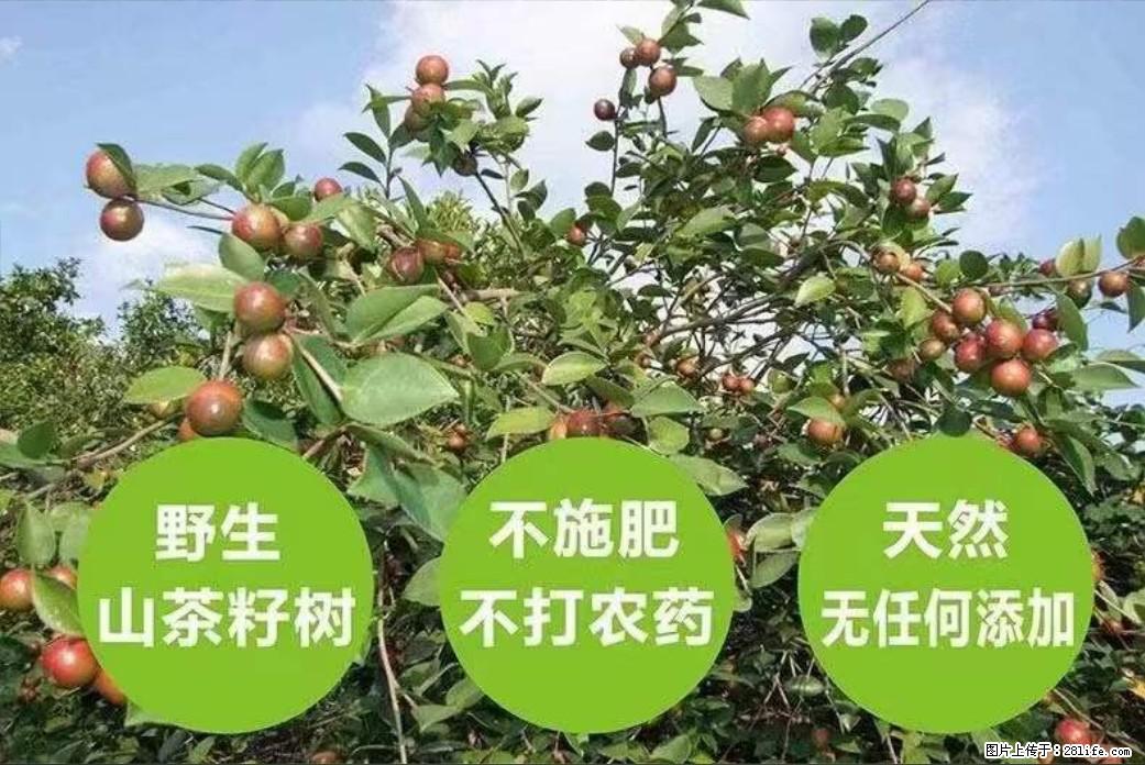 【灌阳县油茶产业示范区】一个有着充实的精神生活的人,对待身外之物自会有一种淡泊的态度 - 土特产 - 饮食特产 - 临汾分类信息 - 临汾28生活网 linfen.28life.com