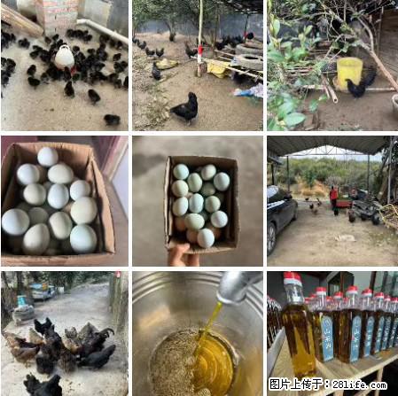 油茶园从小鸡仔开始养起的纯土鸡、土鸡蛋可以预定啦！还有前几天刚榨的纯山茶油哦 - 土特产 - 饮食特产 - 临汾分类信息 - 临汾28生活网 linfen.28life.com