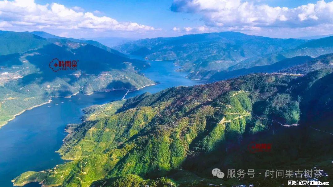 时间果百年古树龙珠普洱生茶 - 购物交流 - 临汾生活社区 - 临汾28生活网 linfen.28life.com