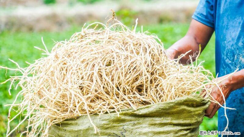 堪称“最难吃”的蔬菜，却是 “抗辐射神器”，还能护肺、清热、止咳化痰！ - 临汾生活资讯 - 临汾28生活网 linfen.28life.com