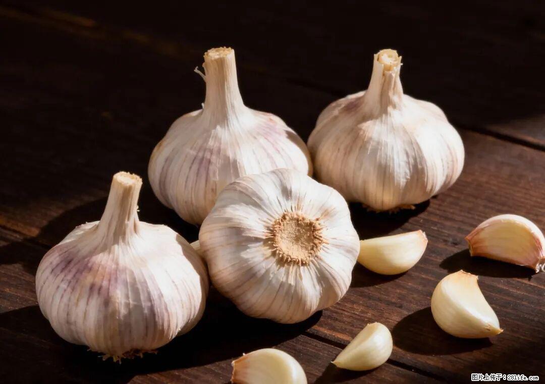 关于大蒜，除了“天然抗生素”，这4个谣言更该警惕! - 临汾生活资讯 - 临汾28生活网 linfen.28life.com