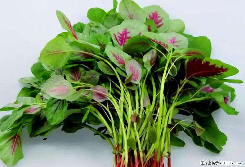 这些蔬菜是“天然钙片”，这6种被医生重点推荐 - 临汾生活资讯 - 临汾28生活网 linfen.28life.com