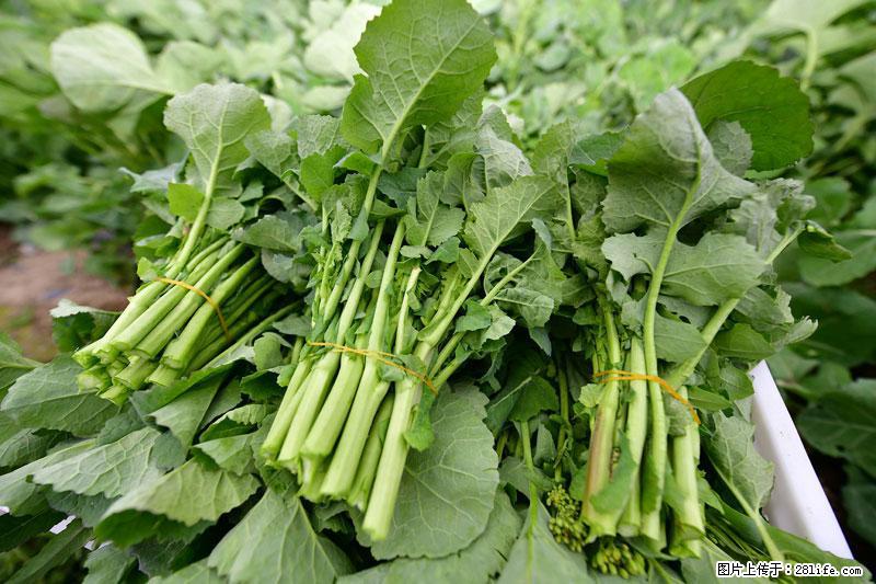 这些蔬菜是“天然钙片”，这6种被医生重点推荐 - 临汾生活资讯 - 临汾28生活网 linfen.28life.com